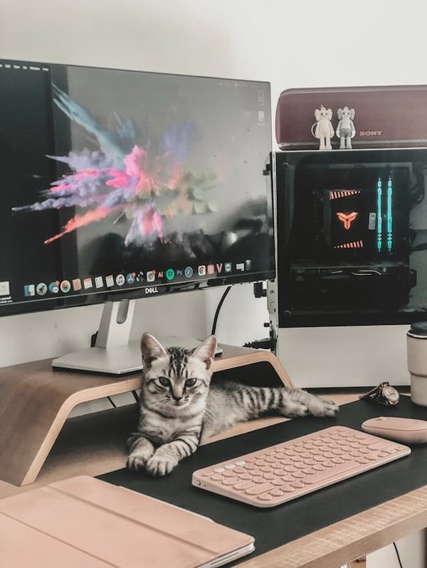 What's the Best Design for a Cat-Friendly Home Office with Built-in Climbing Shelves?
