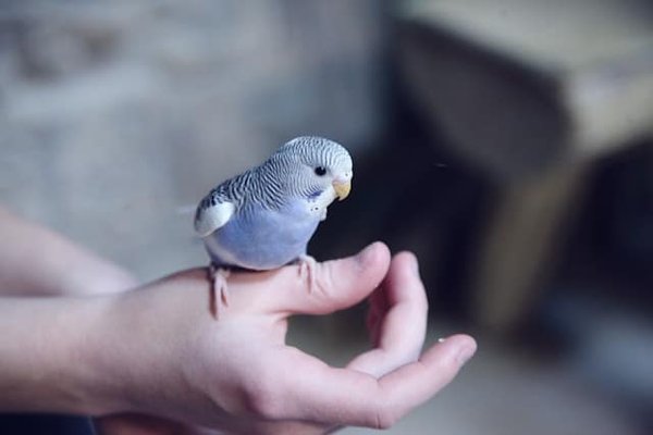 How to Improve the Air Quality for a Pet Bird with Respiratory Issues?